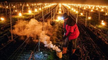 Os vinicultores franceses acenderam milhares de velas em seus vinhedos para salvar as uvas da geada da primavera e das perdas subsequentes.